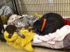 Ava and Gertie in the crate